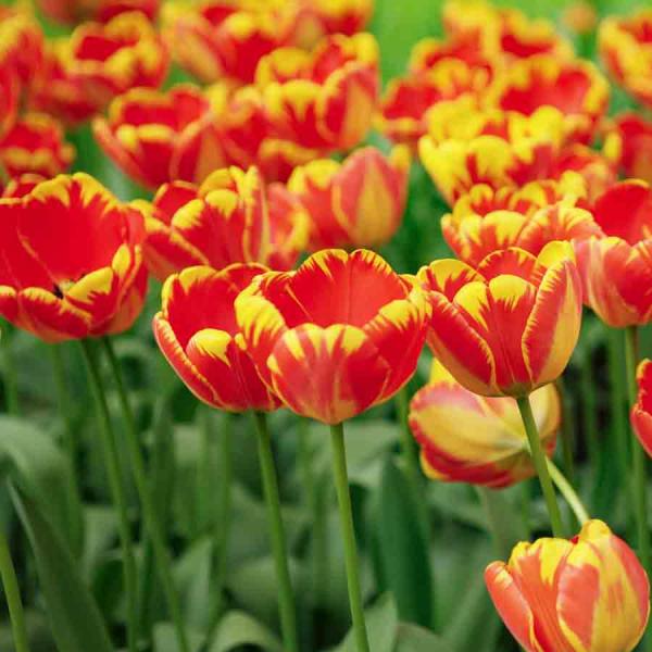 Bulbes à fleurs à planter à l'automne - Tulipe Banja Luka (x8) - face recto